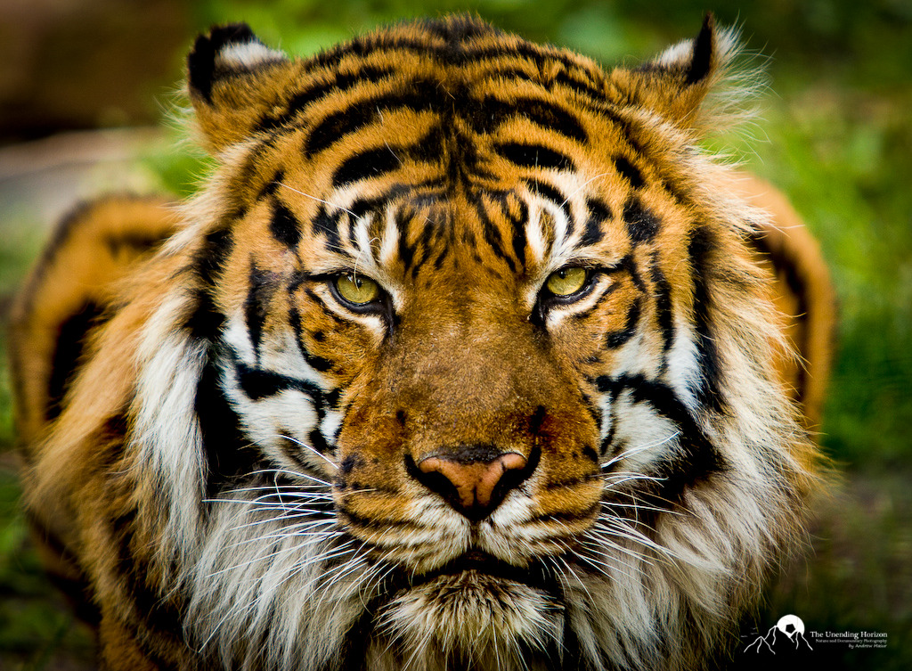 Tiger Stare.jpg